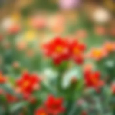 Illustration of the history of flower games